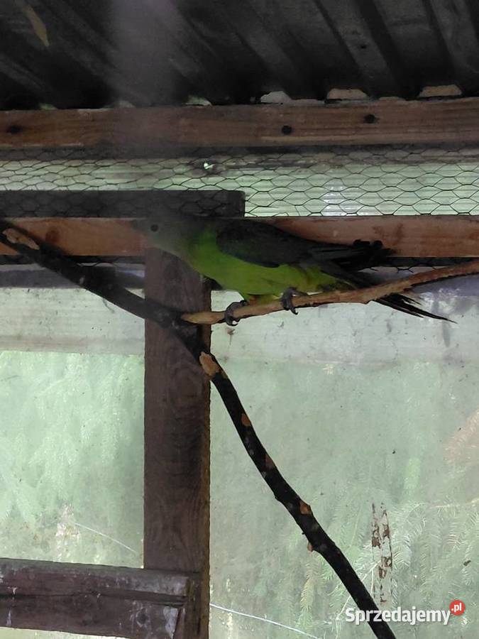 Sprzedam barabandy Świebodzin