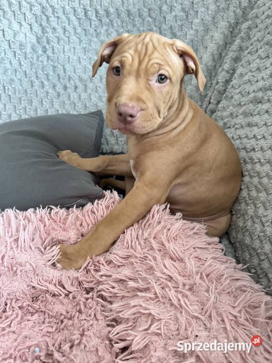 Rednos american Pit bull terrier szczeniaki Grodzisk Mazowiecki