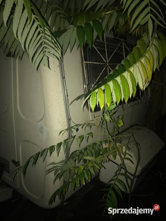 Przyczepa kamping N126 kujawsko-pomorskie Bydgoszcz