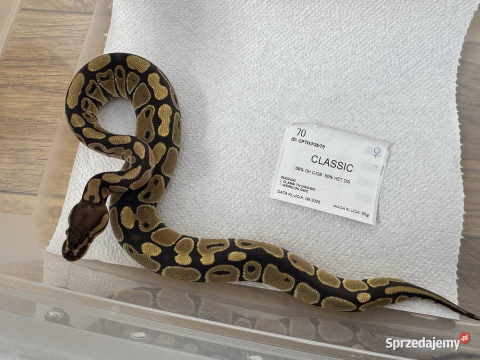Python Królewski Regiusy młode z 2026r kujawsko-pomorskie Bydgoszcz sprzedam