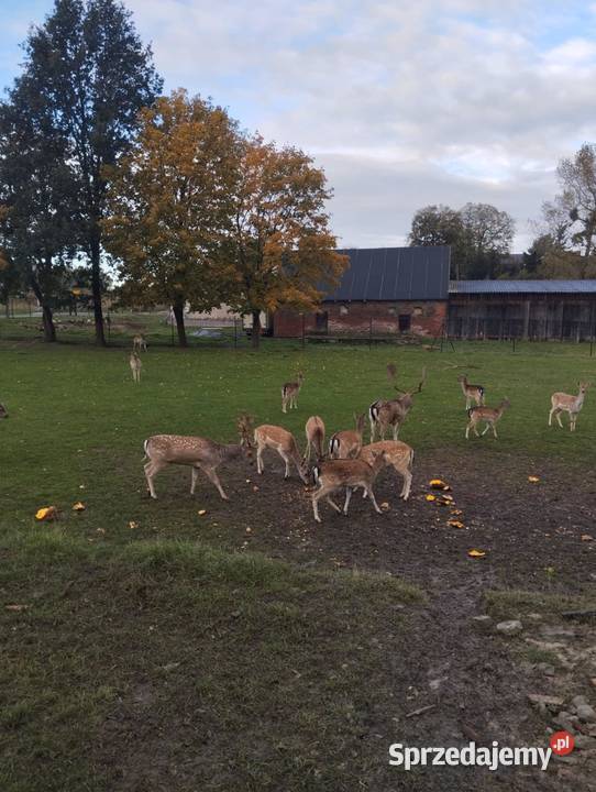 Sprzedam daniele kujawsko-pomorskie Płużnica sprzedam