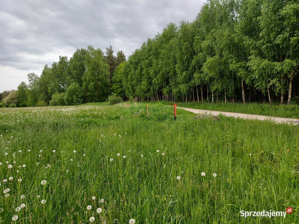 Sprzedam działki budowlane Sprzedaż Krasocin