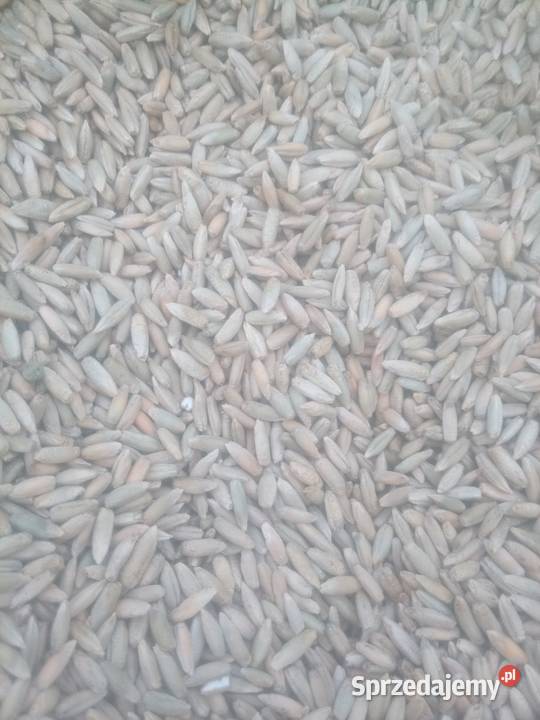 Żyto jare Wróblowice