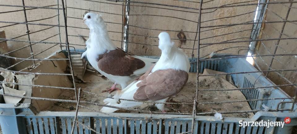 Sprzedam gołębie ozdobne Tokarówka