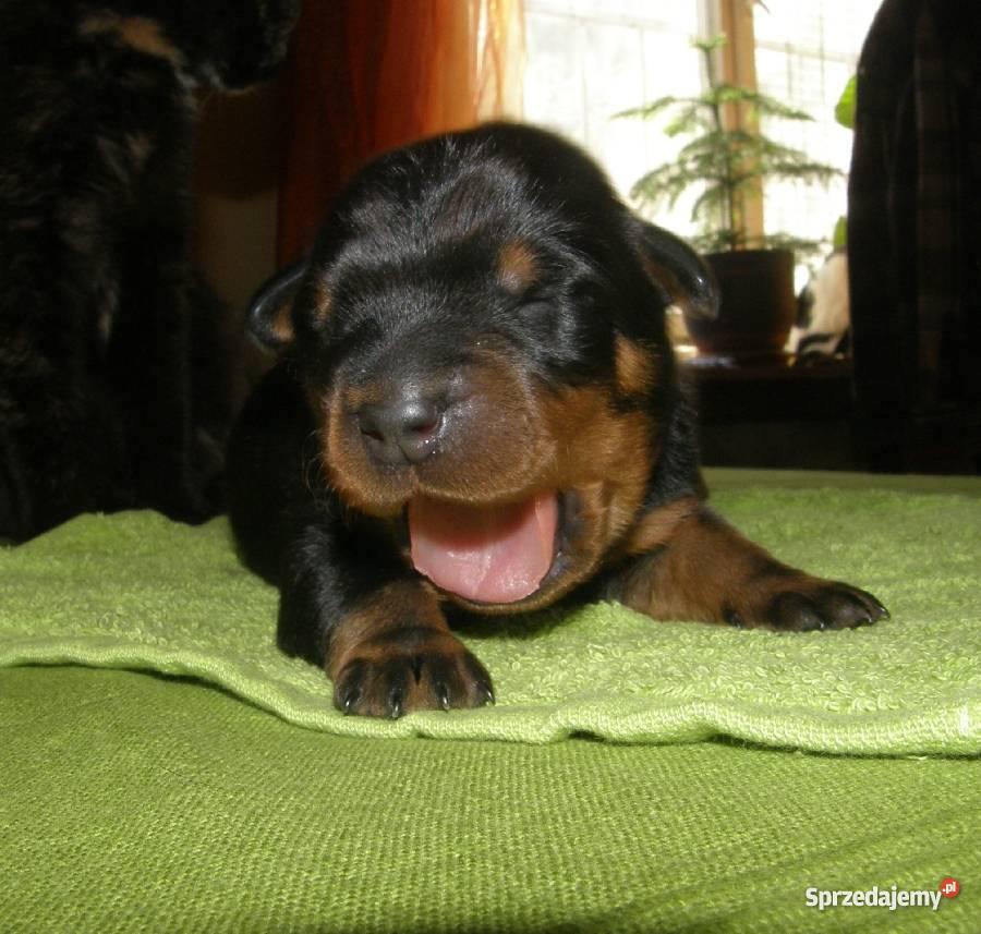 szczenięta owczarek francuski beauceron Żyrardów