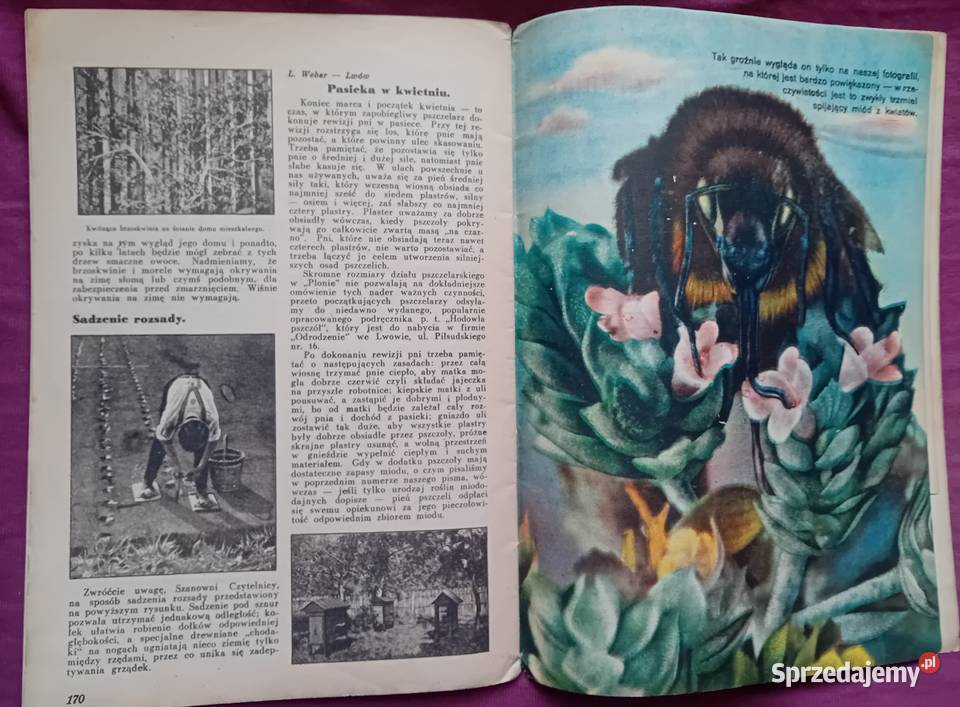 Miesięcznik Plon 4 kwiecień 1937 r IV wielkopolskie Koźminek