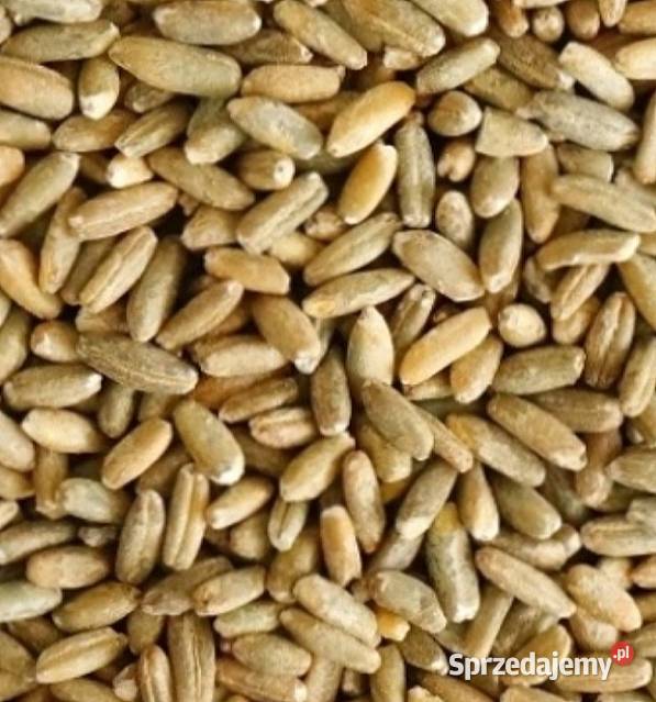 Żyto w tym 45 hybryda 2025 Rolnictwo Zawory