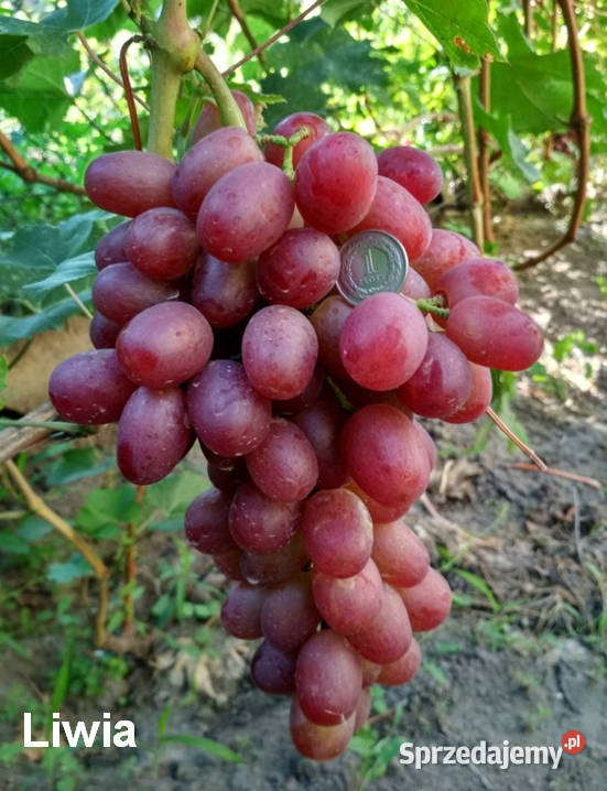 Elitarne winorośle z Ukrainy Warszawa