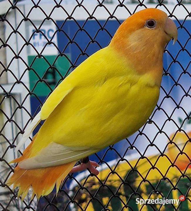 Nierozłączka czerwonoczelna młoda do oswojenia i Wrocław