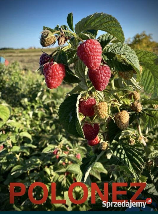 Sadzonka malin WYSYŁKA jesienna wiosenna kopana Owocowe Andrzejów