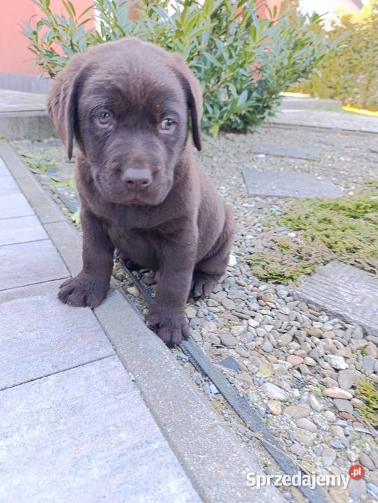 Labrador czekoladowe szczeniaczki Tarnów