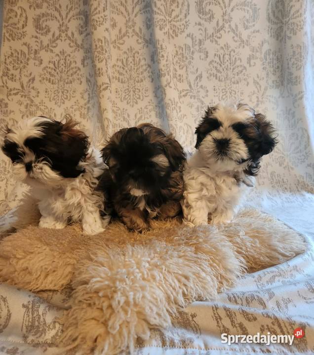 Sprzedam pieski z rodowodem ShihTzu Shih Tzu Zwierzęta kujawsko-pomorskie Strzelno