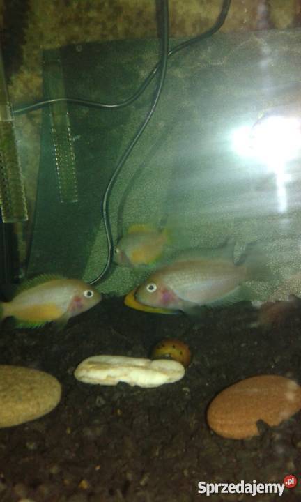 Pielęgnice zebry odmiana ksantoryczna Kraków sprzedam