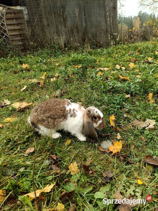 Króliki WJS Barany Francuskie i inne
