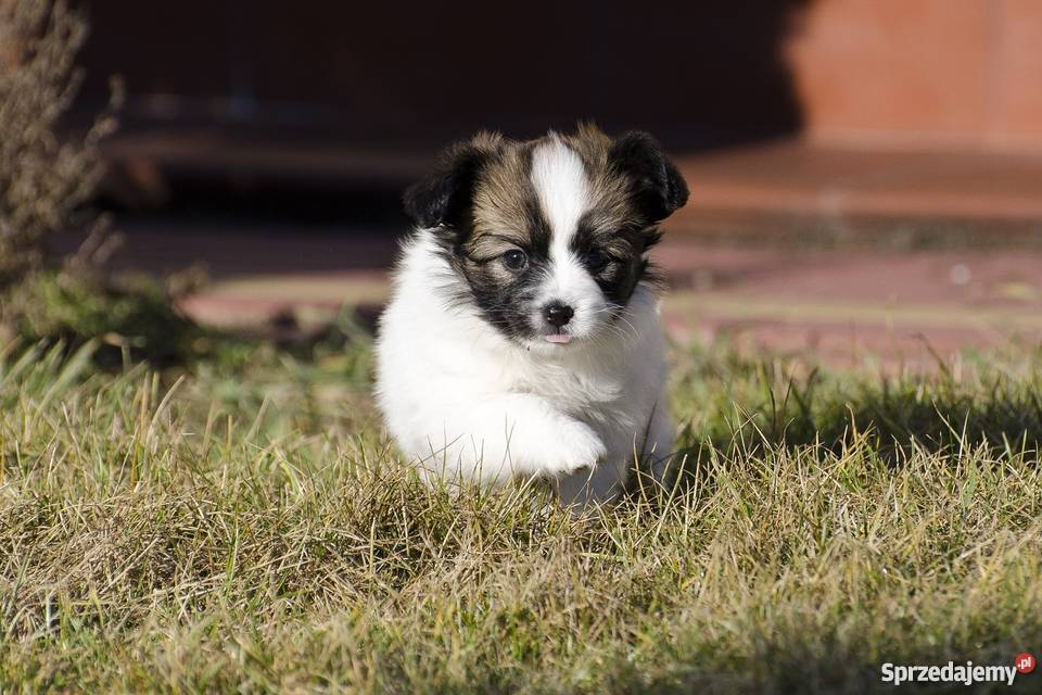 Szczeniaki Papillon trikolor Grójec