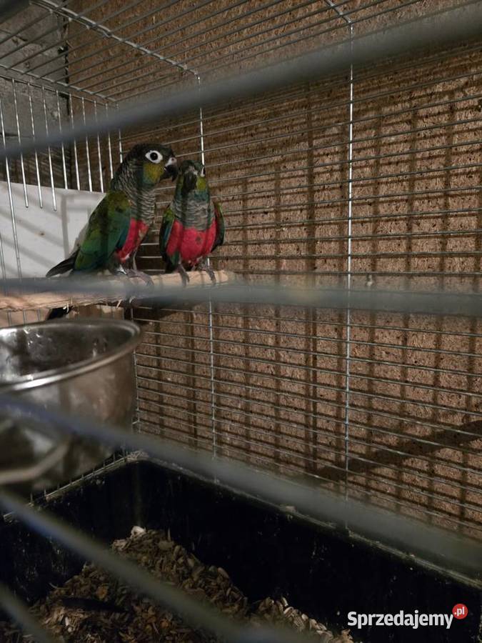 Sprzedam Samca Rudosteki Czerwonobrzucha Łódź