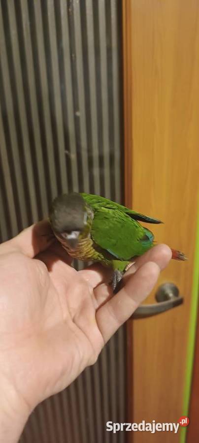 Ręcznie karmione rudosterki Tychy sprzedam