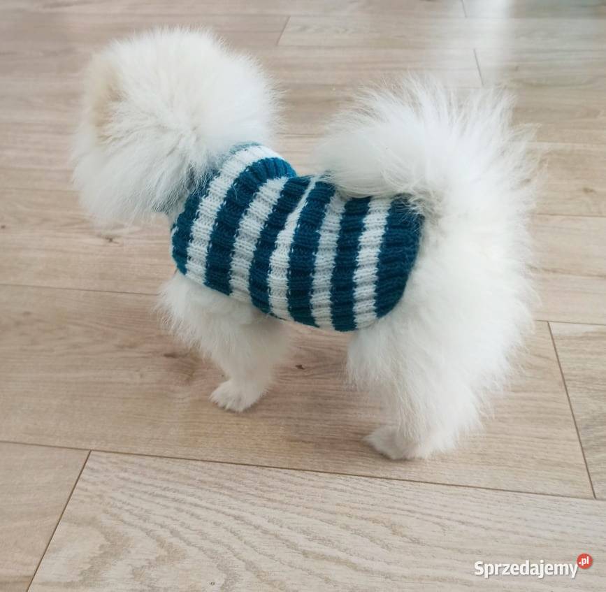 Szpic Miniaturowy Biały piesek Rodowód ŚWIAT Opole