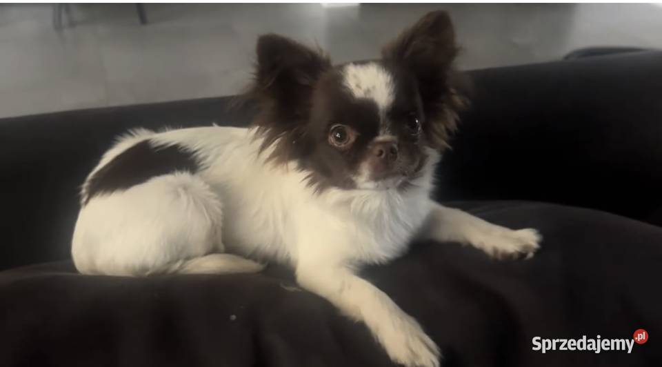 Długowłosy piesek Chihuahua Championie gotowy do Psy Skrzeszew