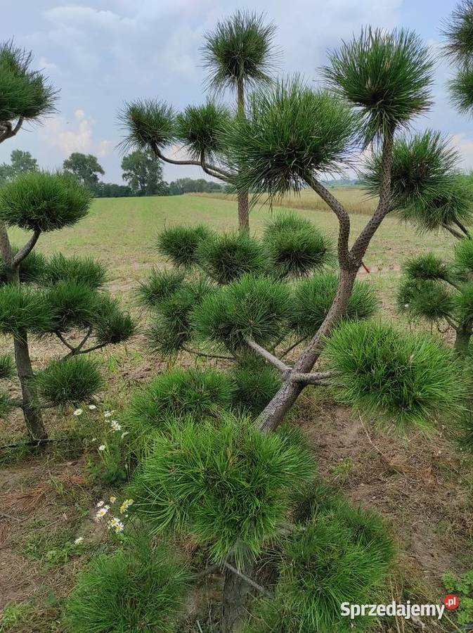 Czarna sosna bonzai bonsai Konin