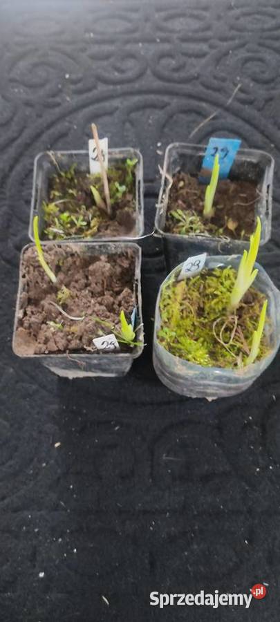 Hosta Stiletto Opole