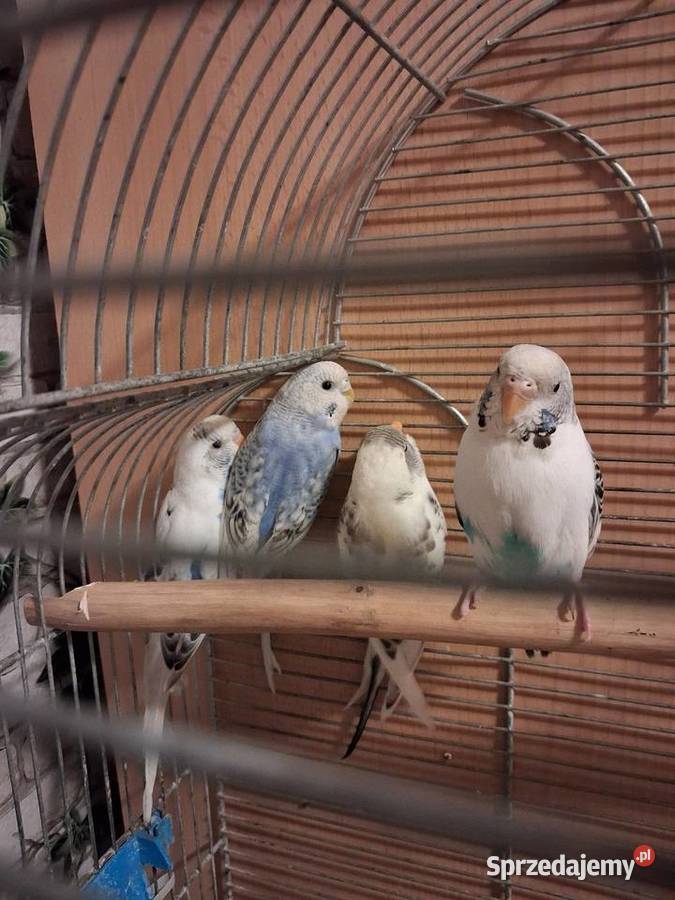 Młode papużki faliste Lublin sprzedam