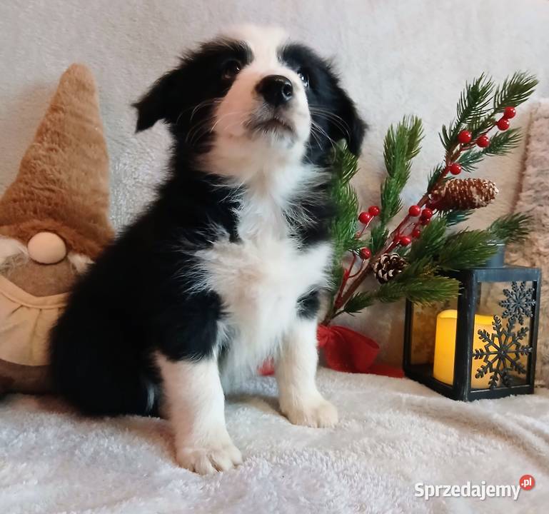 Border collie suczki Grudziądz