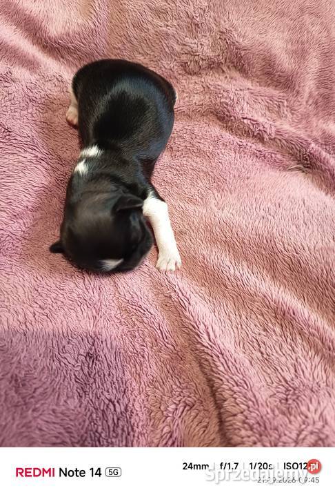 Suczka Shihtzu Gorlice sprzedam