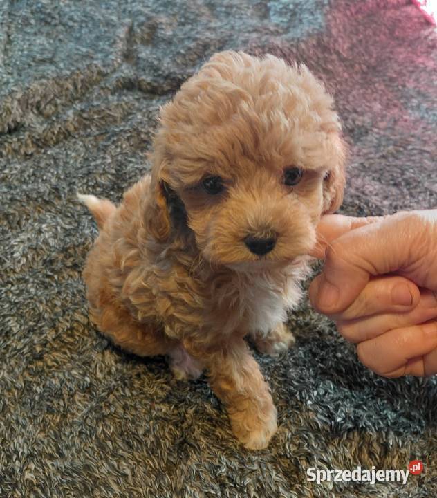 Maltipoo sunia red