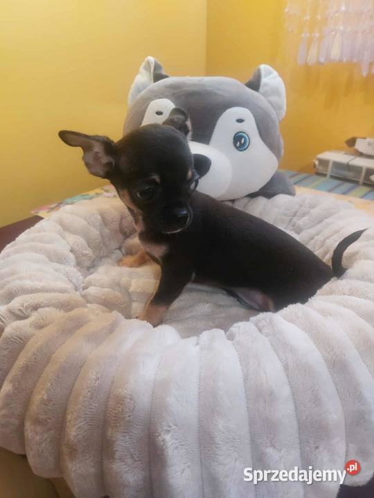 Suczki buldog francuski Buldog mazowieckie Płońsk