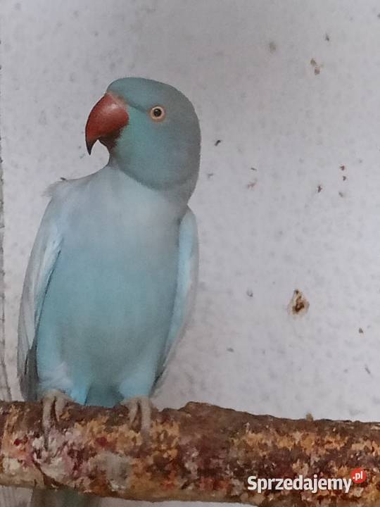 Aleksandretty głowa ogon opalin