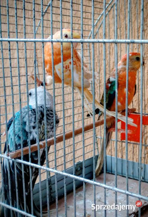 Świergoty z grudnia Rzeszów sprzedam