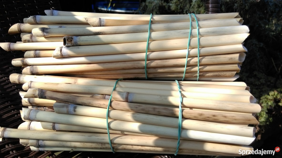 Trzcina murarki ogrodowej Trzebnica sprzedam