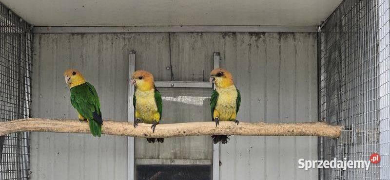 Barwinka Białobrzucha Pionites leucogaster Skawina