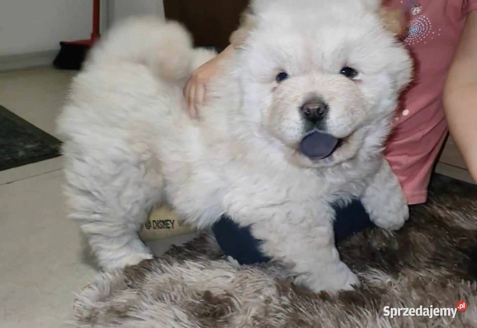 CHOW CHOW CZAU CZAU DO ODBIOORU mazowieckie Warszawa