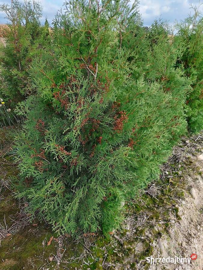 Tuja brabant na żywopłot thuja tuje 170 lubelskie Końskowola