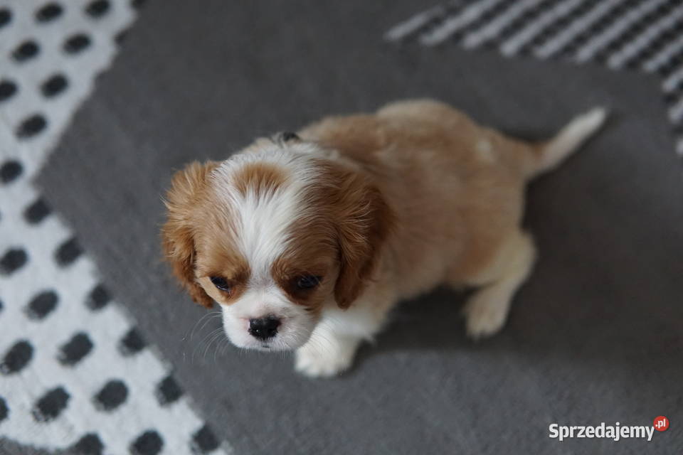 Szczenięta Cavalier King Charles Spaniel Rzeszów
