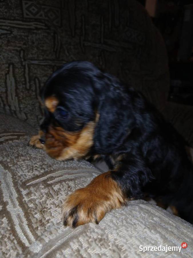 Cocker Spaniel Angielski piesek Sieradz