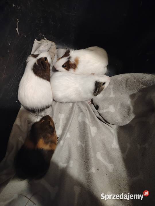 Świąteczna okazja Świnki morskie na sprzedaż Żółkiewka-Osada