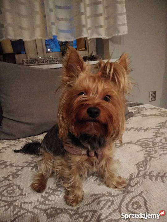 Australian Silky Terier Psy Stargard sprzedam