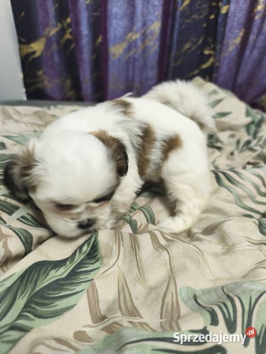 Szczeniaki shih tzu szukają domków Mrągowo sprzedam