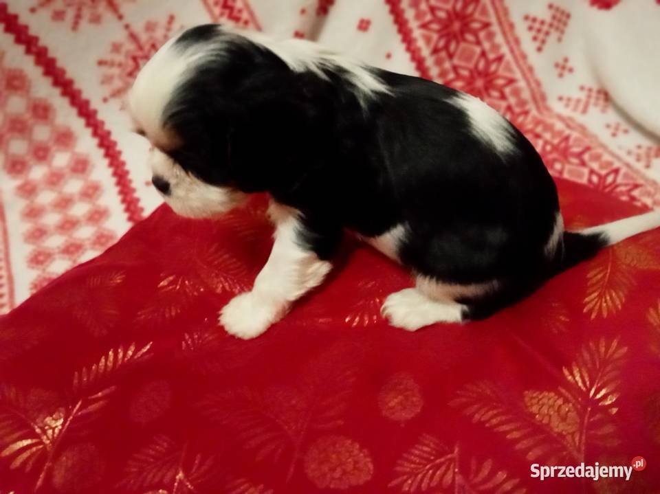 Cavalier king charles spaniel gotowe do zmiany Kurów