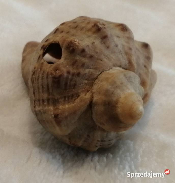 Muszla 42 64 Kreatywne śląskie Czeladź