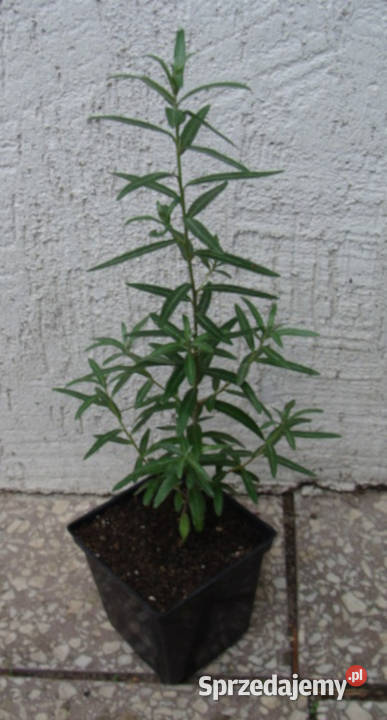 ROKITNIK LECZNICZY sadzonki 50 w doniczkach Ustronie