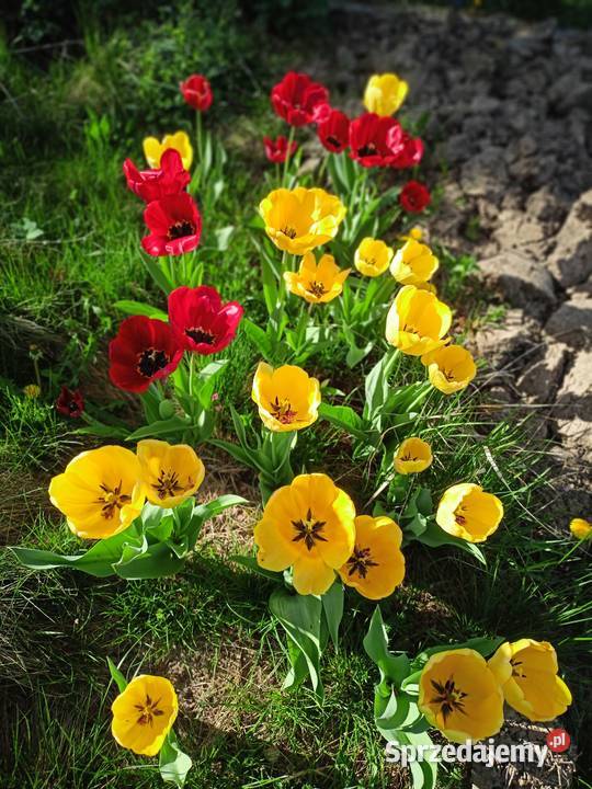 działka ogrodowa jeziorem Nysa Saperska 4 ary