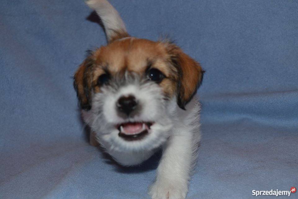 JACK RUSSELL TERRIER ZKwP FCI lubelskie
