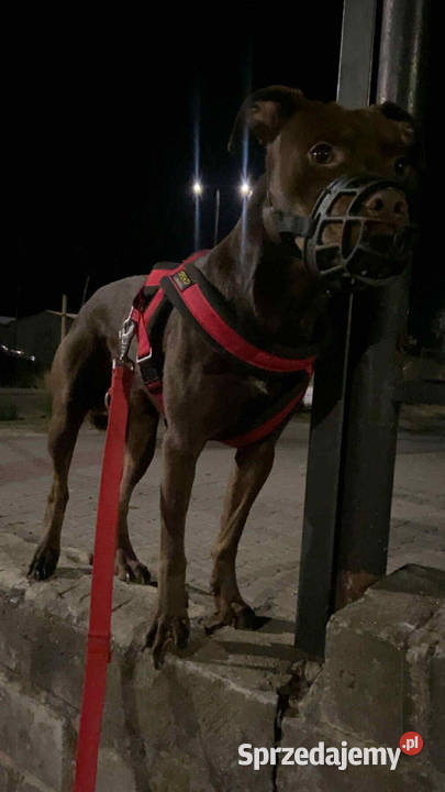 Do oddania American Pit Bull Terrier Jarosław