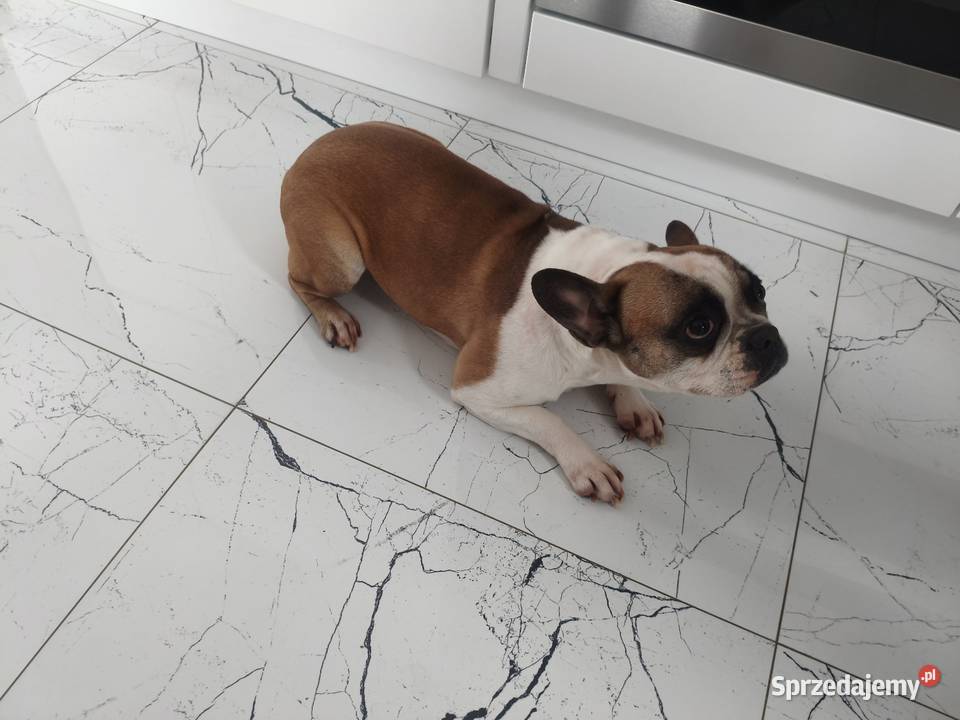 Buldog francuski suczka Łączonek
