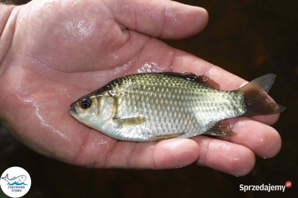 Narybek karasia srebrzystego żywiec wędkarski Zwierzęta Biała Podlaska