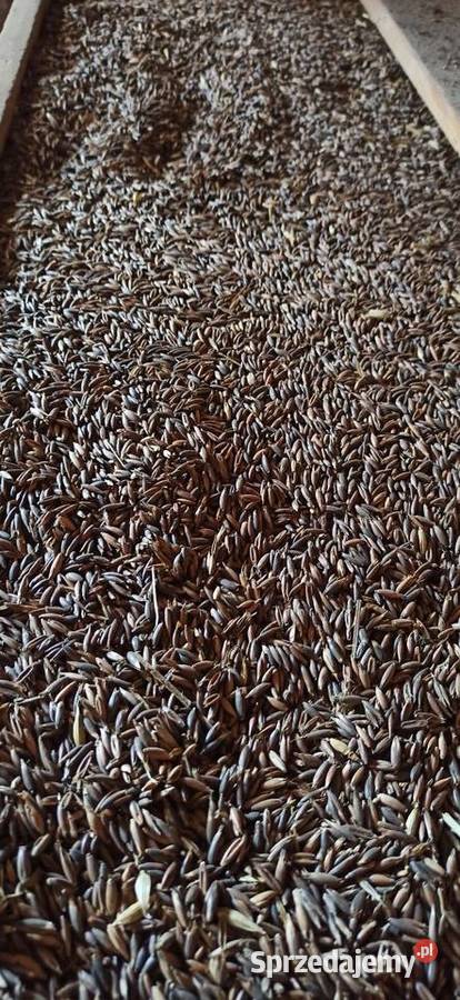 Owies gniady czarny Wola Dalsza